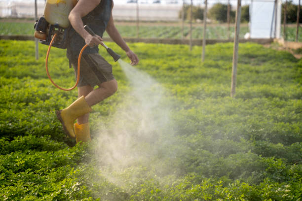 Wasp Removal Services in Greenfield, WI
